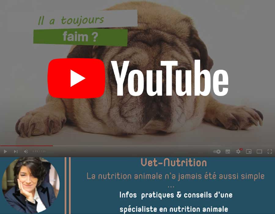 Consultez notre chaine Youtube Vet Nutrition qui offre une foultitude d'infos pratiques et de conseils